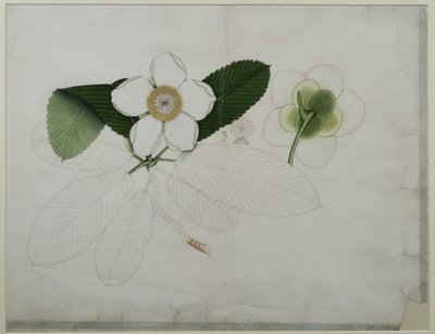 Dillenia indica, 1787 by Zayn al Din Zayn al Din